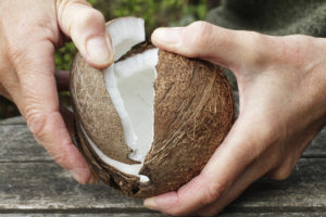 hands-crackcing-coconut-300x200 How to CRACK a coconut !